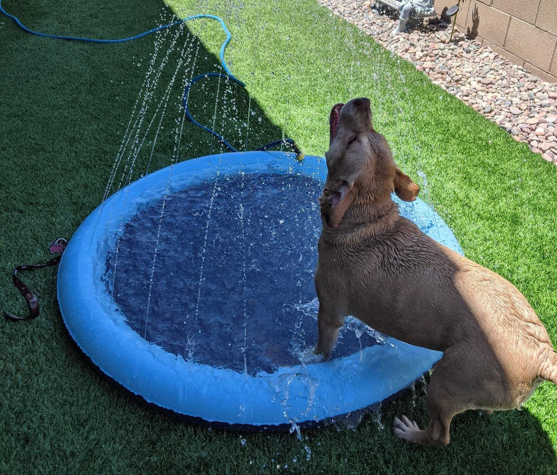 Pawsome Splash™