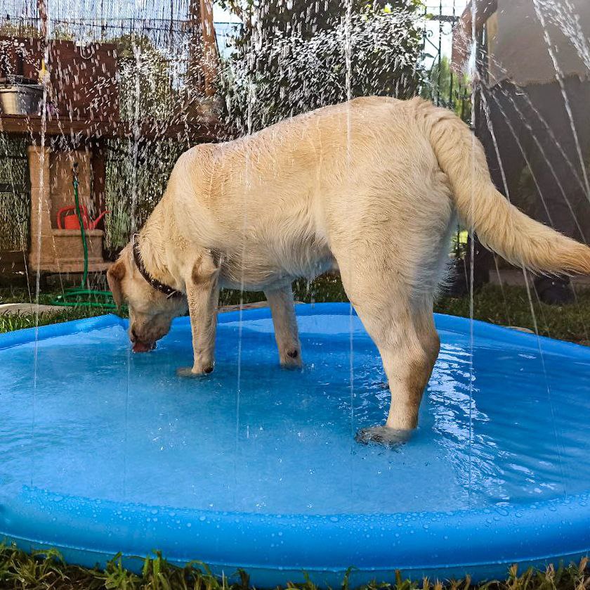 Pawsome Splash™